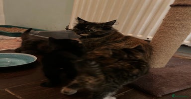 Mixed Breed cats - Advert 2