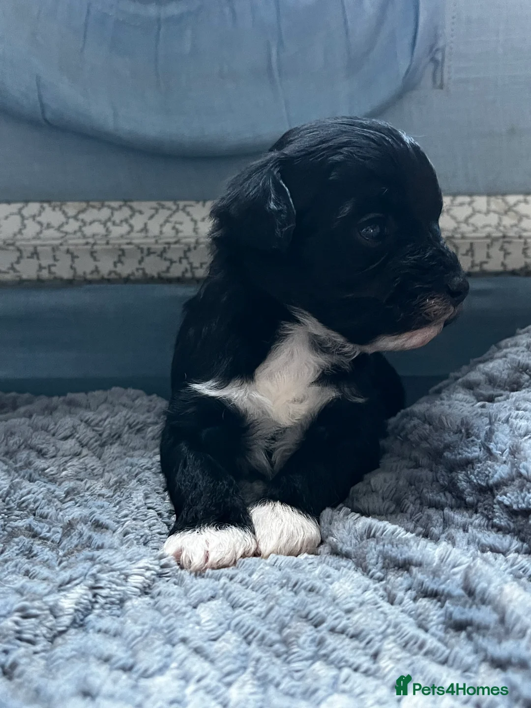 Maltipoo dogs for sale: Maltipoo’s looking for there forever home  - Advert 9