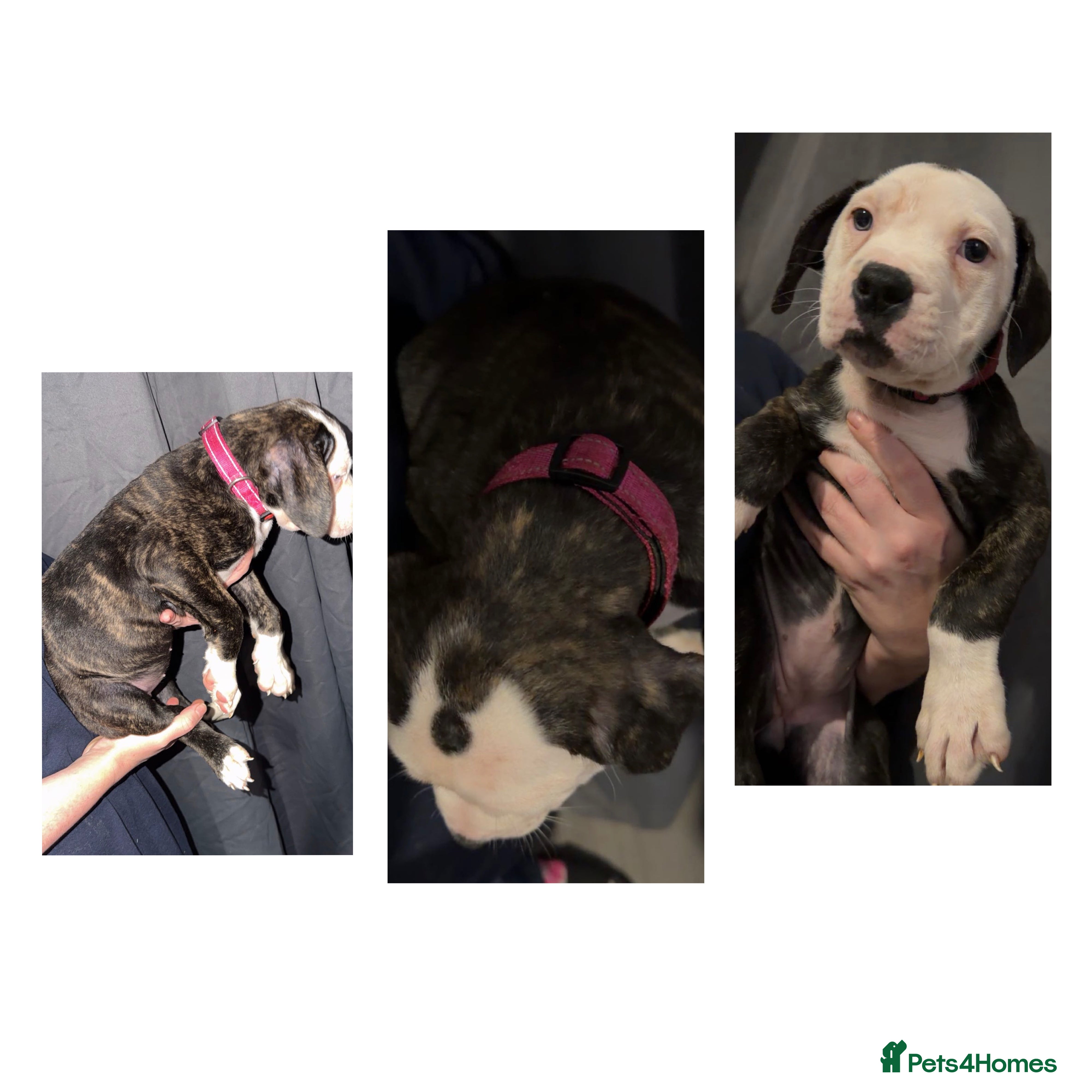 American Bulldog dogs American bulldog puppies  - Advert 19