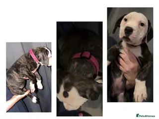 American Bulldog dogs American bulldog puppies - Advert 19