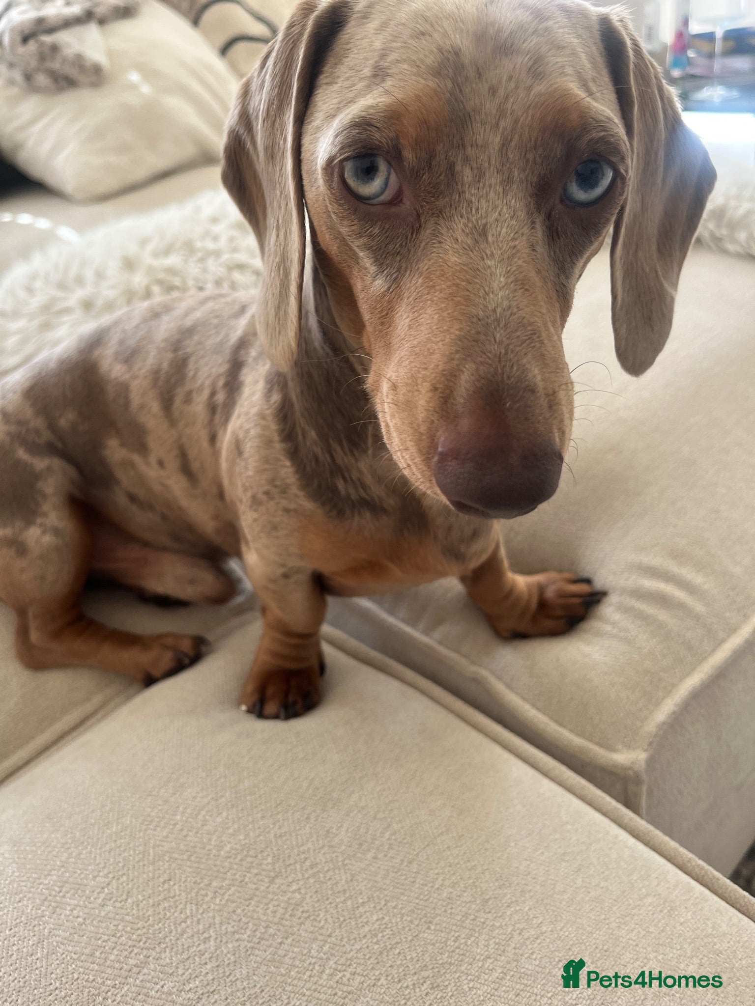 Miniature Dachshund dogs Lilac Dapple miniature Dachshund for Stud - Advert 1