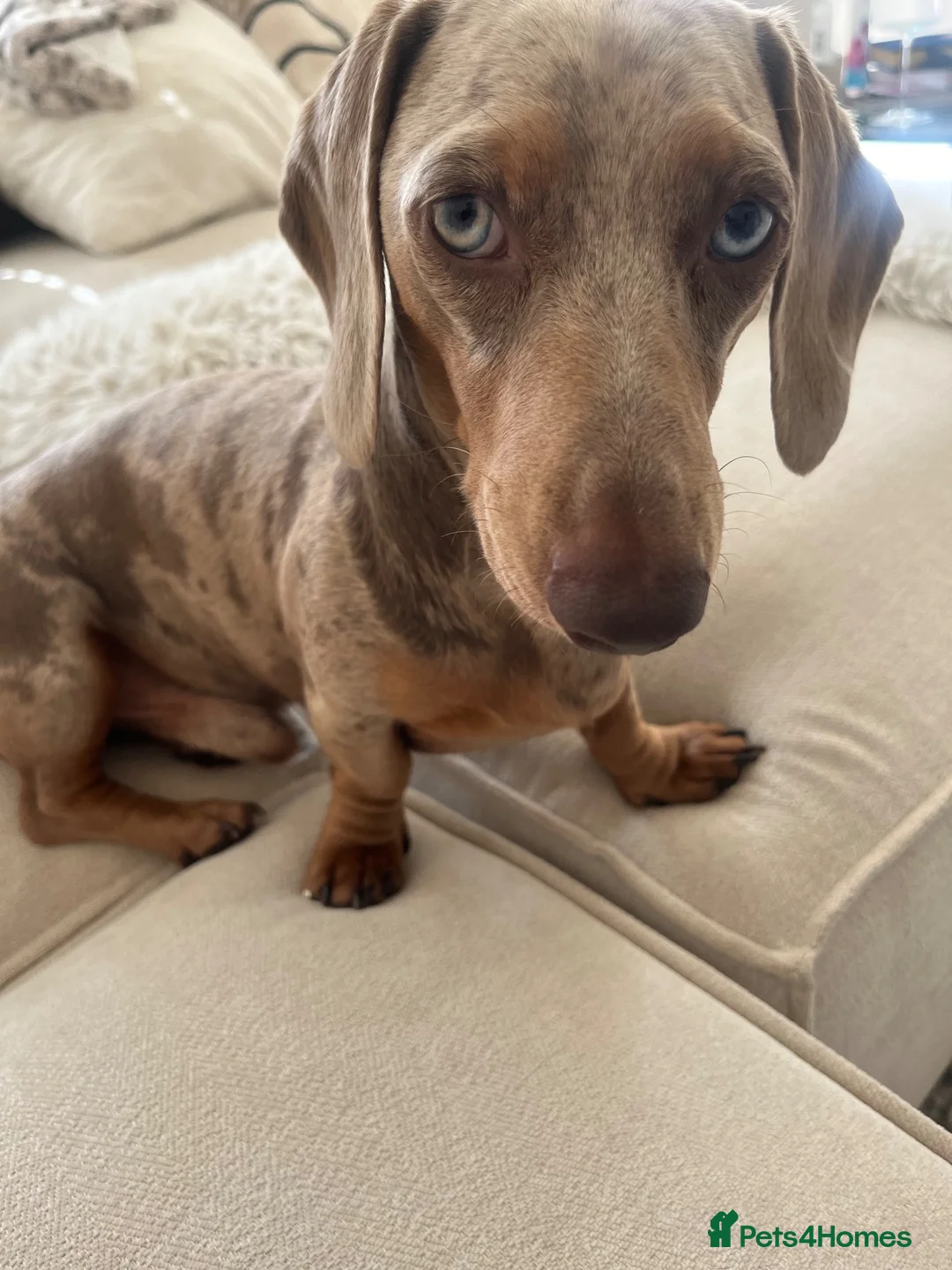 Miniature Dachshund dogs for stud: Lilac Dapple miniature Dachshund for Stud - Advert 1