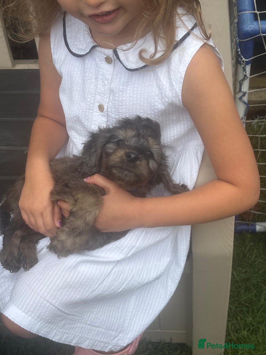Cockapoo dogs for sale: Gorgeous cockapoo puppies - Image 6
