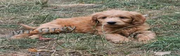 Mini Goldendoodle dogs for sale: Goldendoodle F1b Ready Now - Advert 7