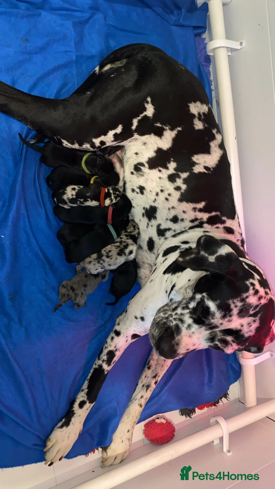 Mixed Breed dogs for sale: Beautiful Italian daniffs (Great Dane/cane corso)  - Advert 3