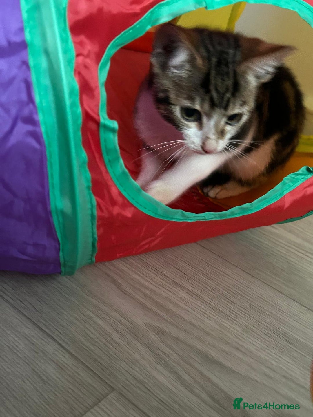 Bengal cats for sale: Two remaining kittens  - Image 3