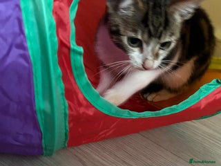 Bengal cats Last boy looking for his forever home - Advert 2