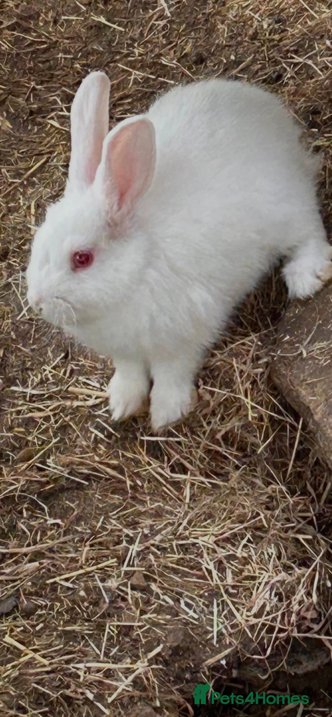 Mixed Breed rabbits for sale: Pretty rabbits for sale in Wellingborough - Advert 3