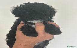 Maltipoo dogs for sale: Toy f1b maltipoos dna clear. - Image 6