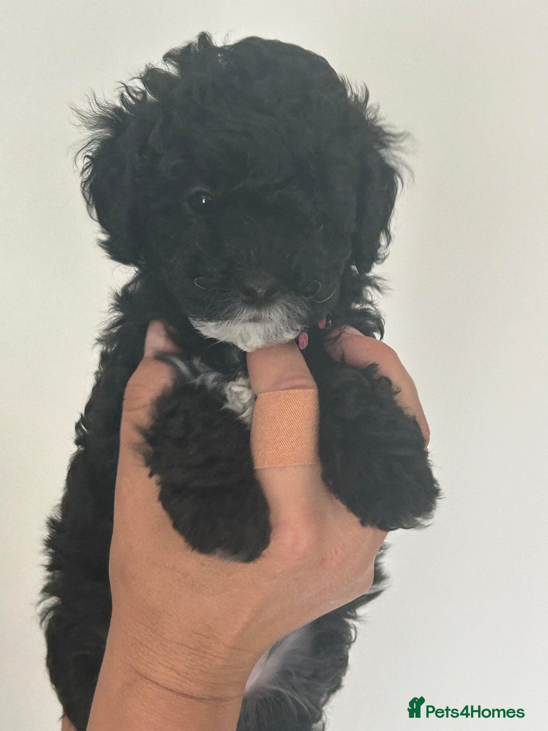 Maltipoo dogs for sale: Toy f1b maltipoos dna clear. - Image 6