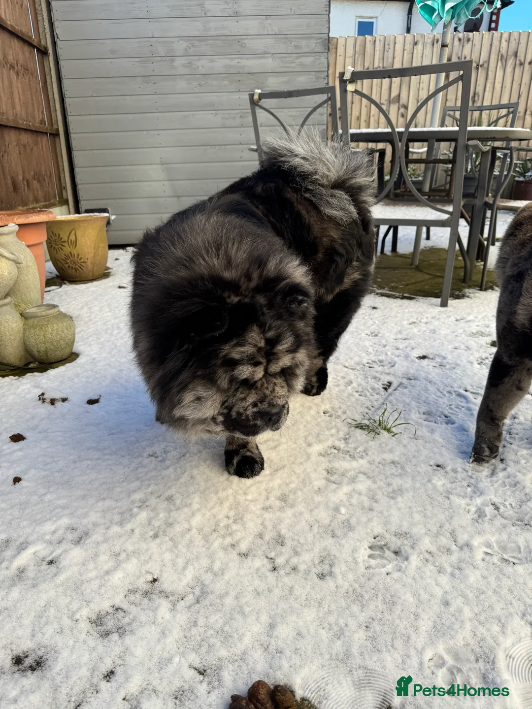 Chow Chow dogs for stud: Zoro Black Merle STUD Carrying Blue 💙 & Choc 🍫 - Advert 6