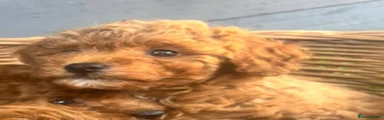 Toy Poodle 4 