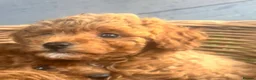 Toy Poodle dogs for sale: Toy poodle puppies - Advert 14
