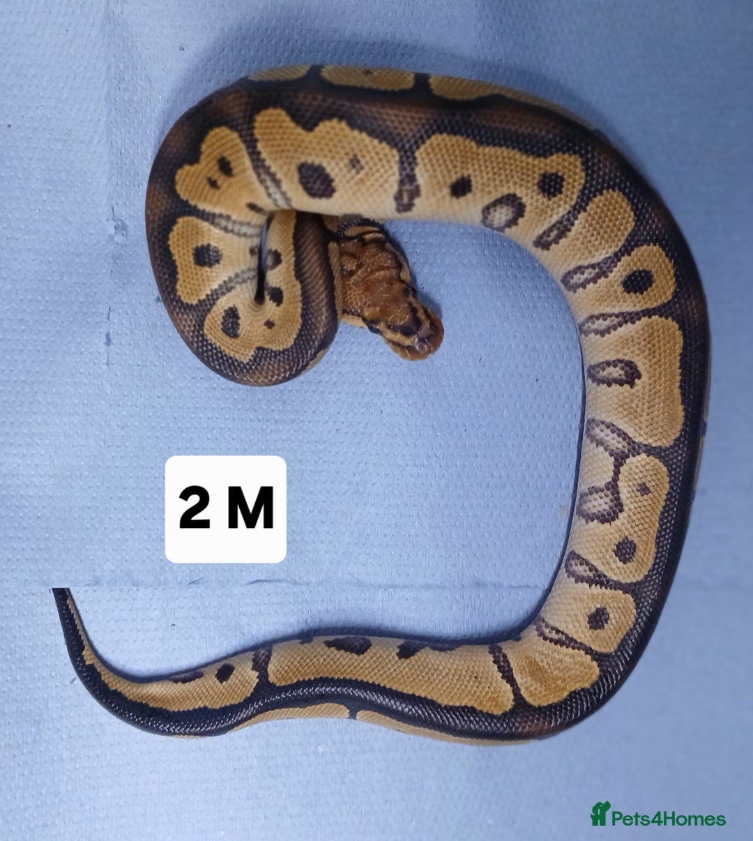 Python Snake reptiles for sale: Hatchling Royal Pythons Males  - Advert 17