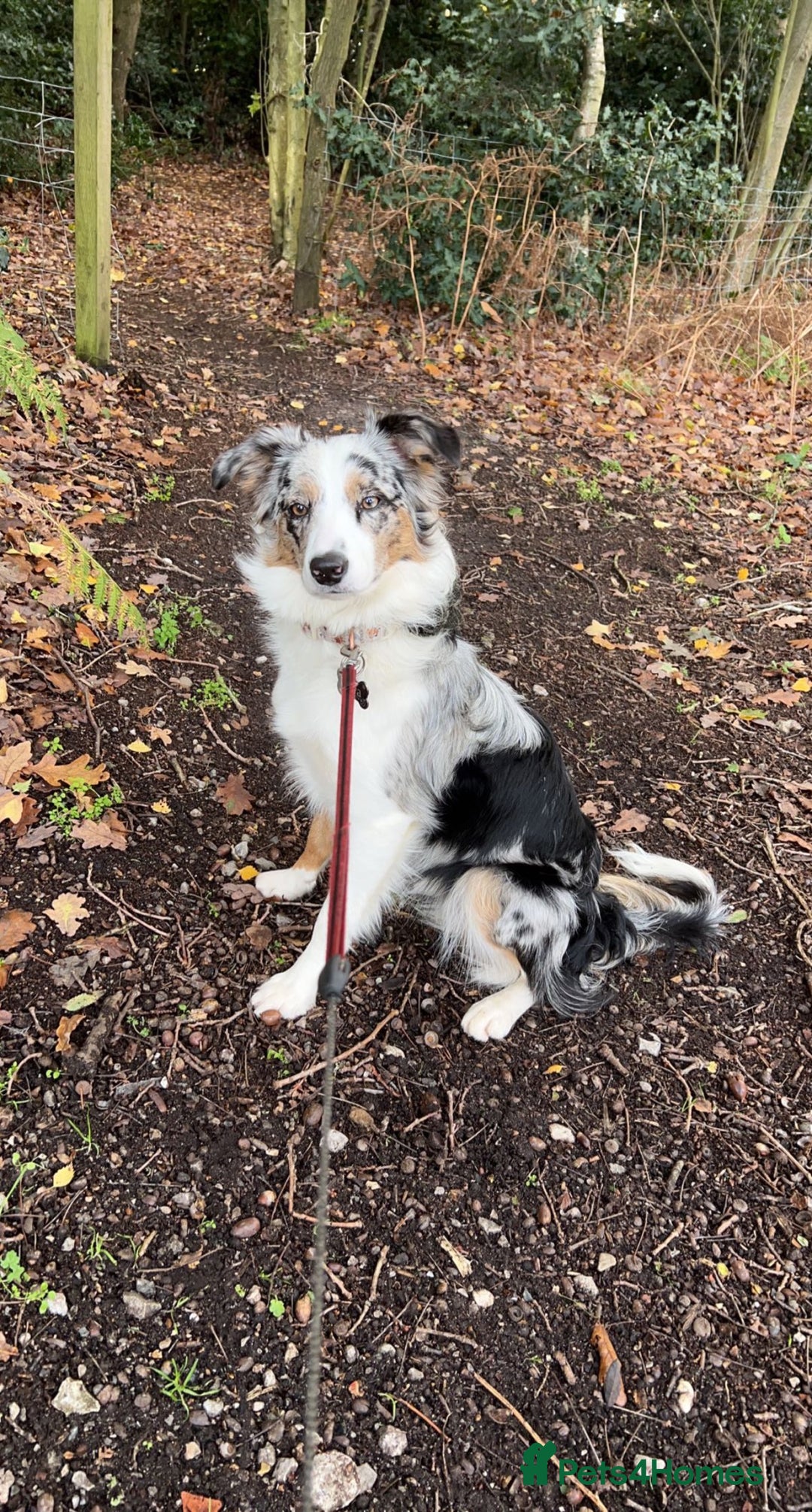 Border Collie dogs for sale: Beautiful litter of 8 border collies puppies - Advert 5