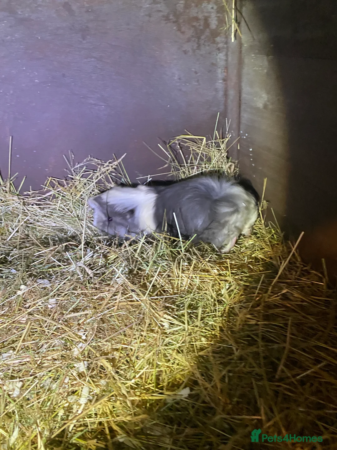 Guinea Pig rodents for sale: Peruvian Guinea pigs  - Advert 18