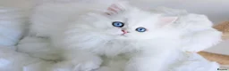 British Longhair cats for sale: Super Rare & Top Quality Kittens - Advert 2