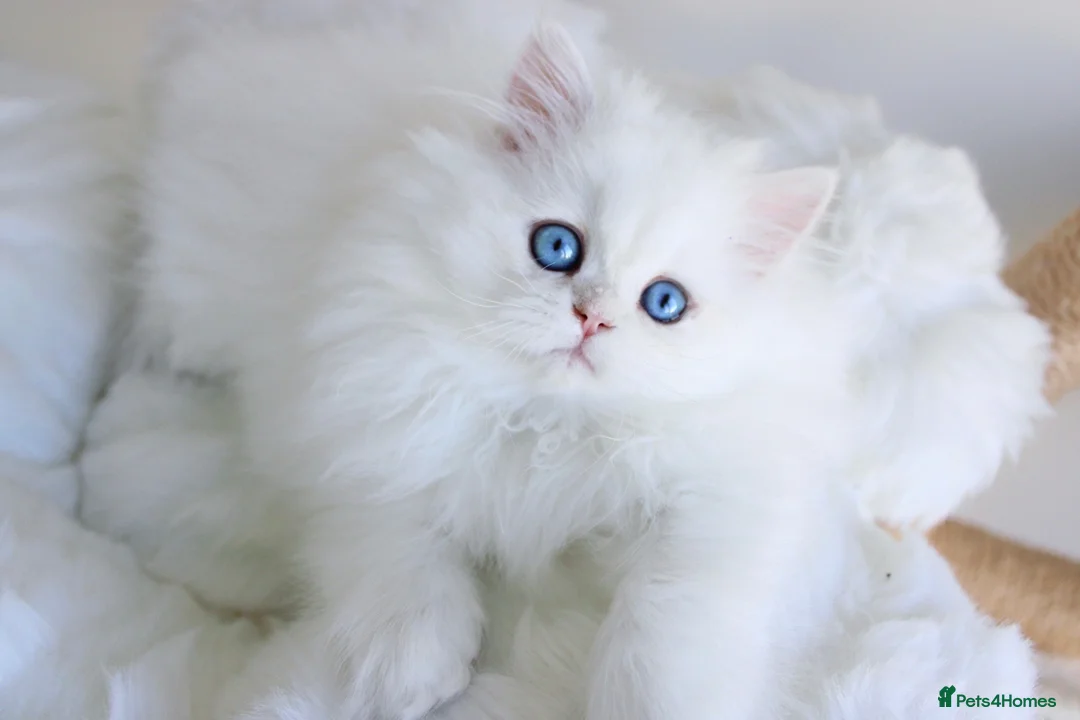 British Longhair cats for sale: Super Rare & Top Quality Kittens - Advert 2
