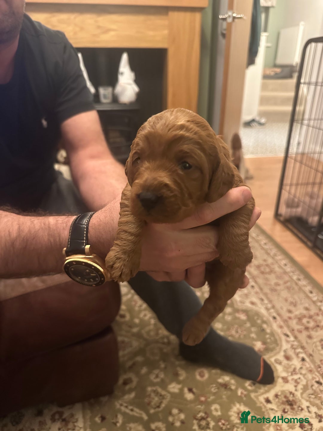 Labradoodle dogs for sale: Miniature F1 Labradoodles  - Advert 30