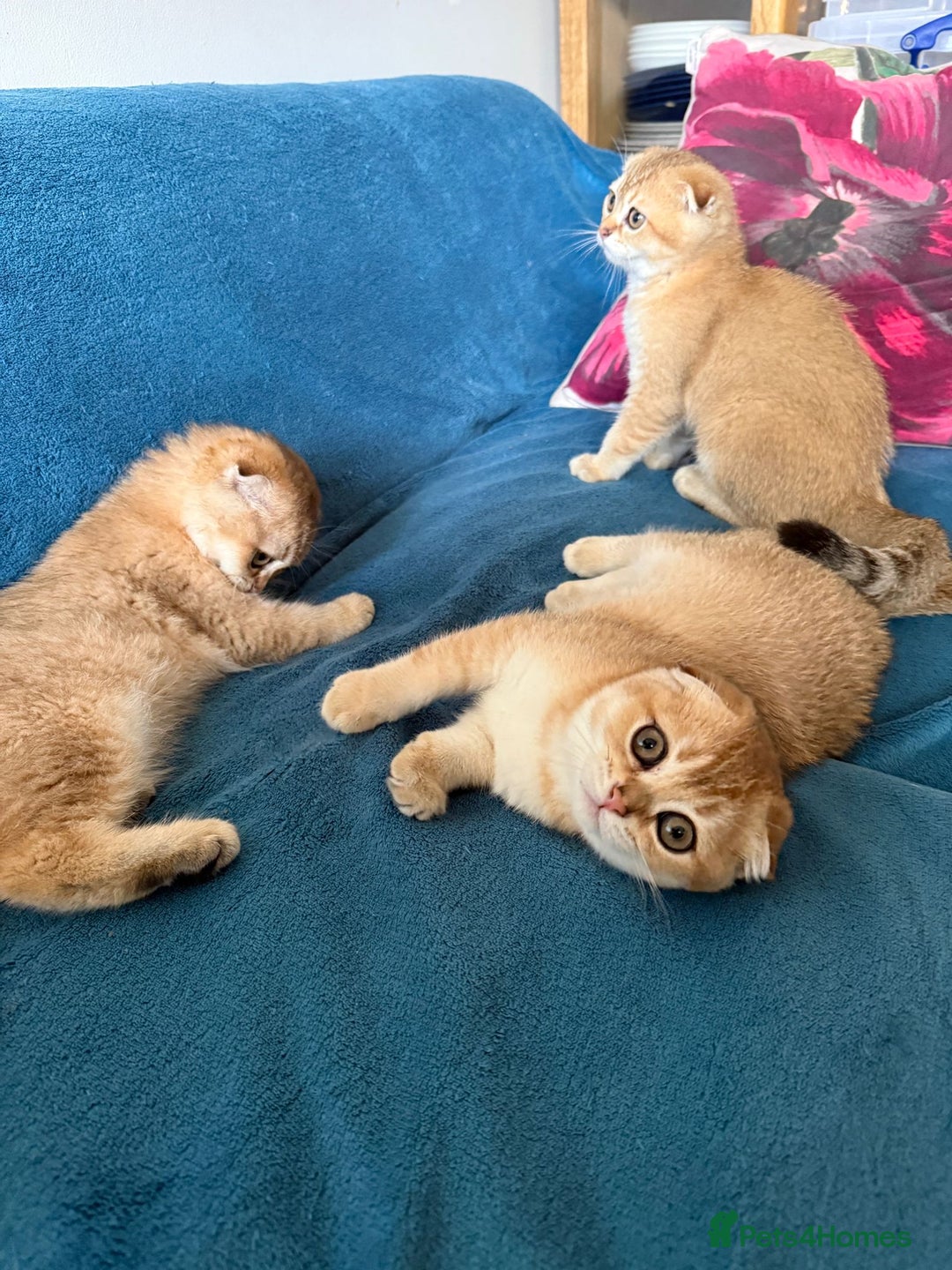 Scottish Fold cats for sale: Gold Chinchilla Scottish fold baby’s  - Image 4