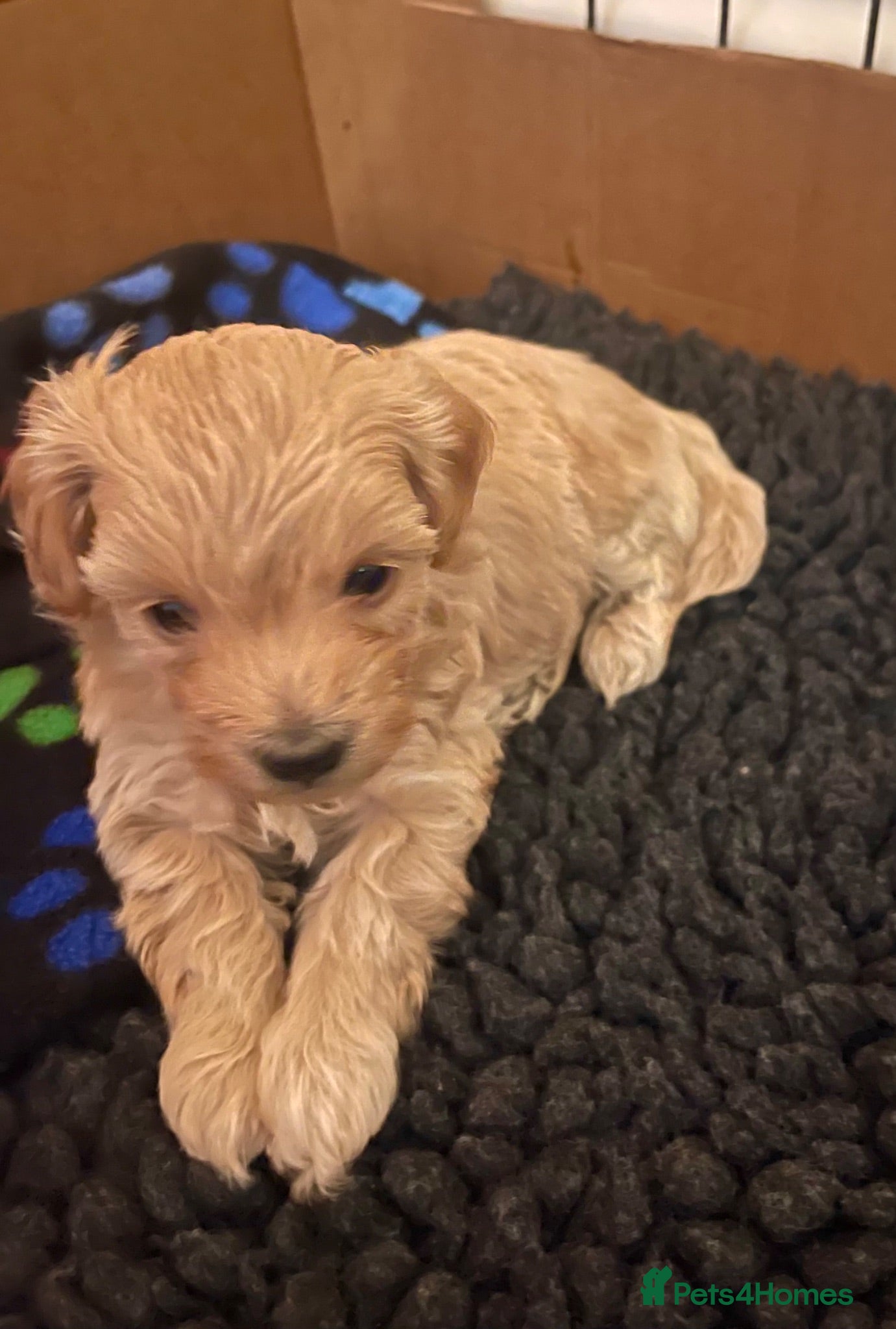 Maltipoo dogs Exquisite Maltipoo puppies kc health tested parent - Advert 12