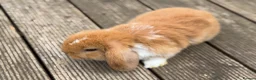 Mini Lop rabbits for sale: Three cute mini lops. - Advert 13