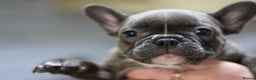French Bulldog dogs for sale: French Bulldog Puppies Looking for Loving Homes - Advert 11