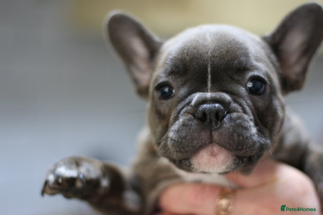 French Bulldog dogs for sale: French Bulldog Puppies Looking for Loving Homes - Advert 11