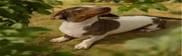 Dachshund dogs for sale: Beautiful Dachshund famale in need new home - Advert 5