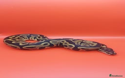 Python Snake reptiles for sale: Leopard yellowbelly het clown  - Image 4