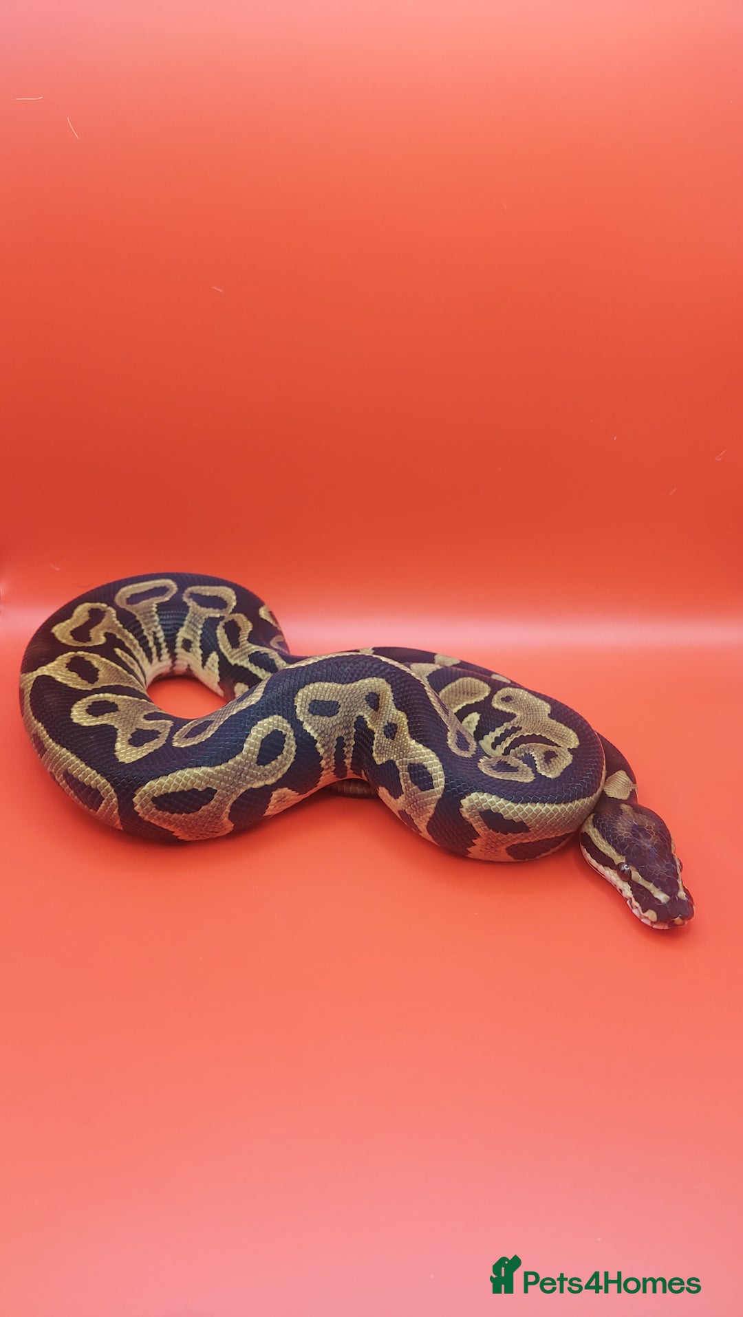 Python Snake reptiles for sale: Leopard yellowbelly het clown  - Image 4