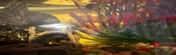 Fancy Goldfish fish for sale: 2 Fantails, tank, filter, air pump and MORE - Advert 3