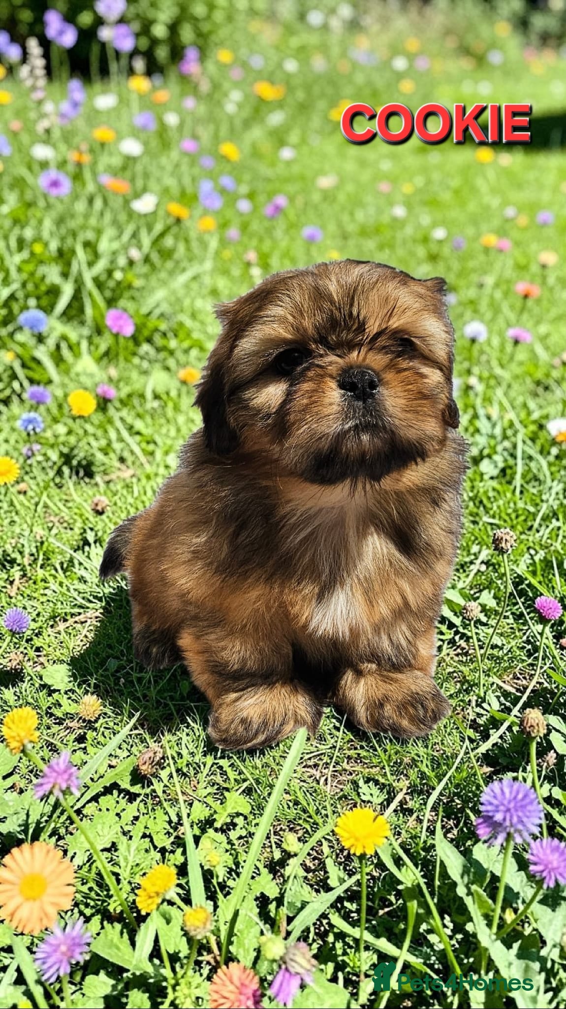 Shih Tzu dogs STUNNING PURE STANDARD SHIH TZU  - Advert 6
