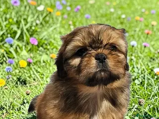 Shih Tzu dogs STUNNING PURE STANDARD SHIH TZU - Advert 6
