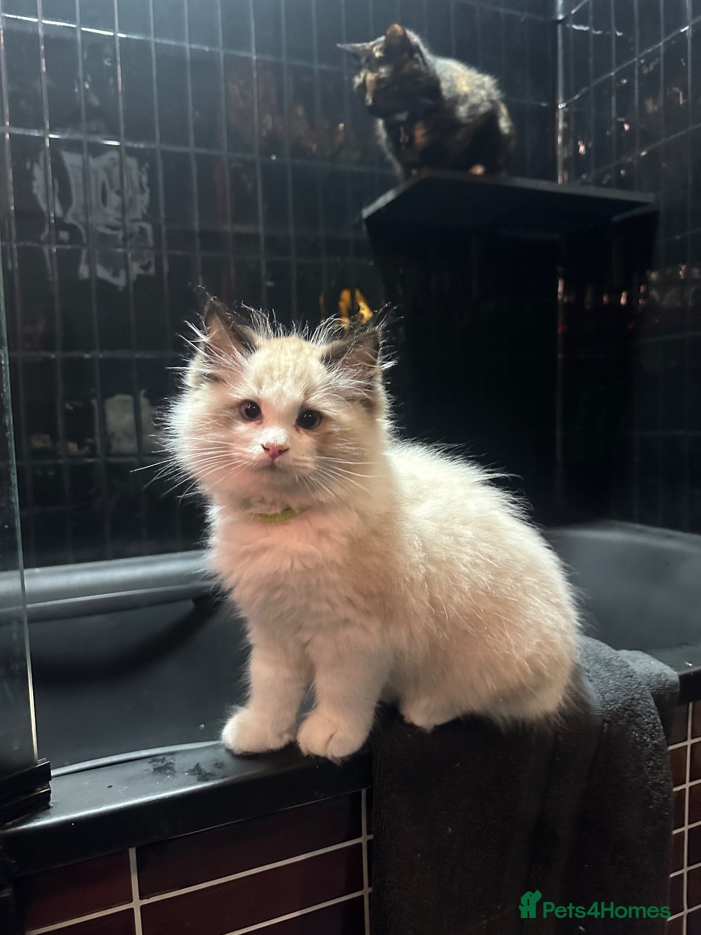 Ragdoll cats for sale: Purebred Ragdoll Kittens  - Advert 16