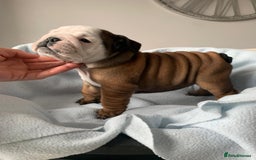 English Bulldog dogs for sale:  champion rosebull his royal highness puppies - Image 26