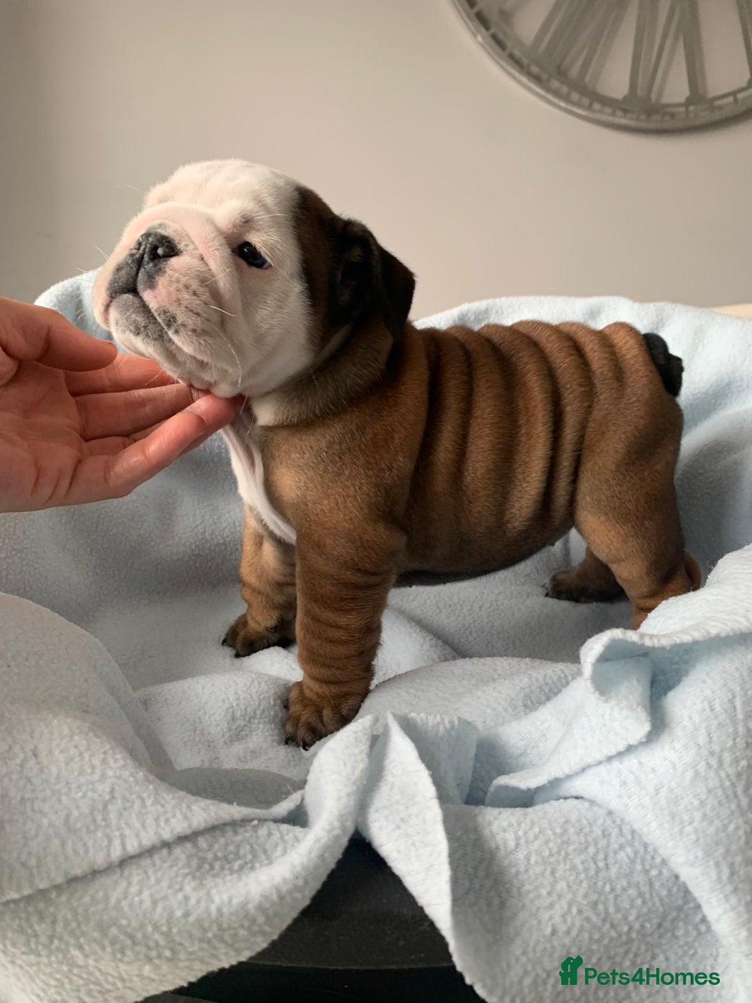 English Bulldog dogs for sale:  champion rosebull his royal highness puppies - Image 26