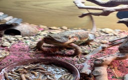 Bearded Dragon reptiles for sale: Female bearded dragon  - Image 6