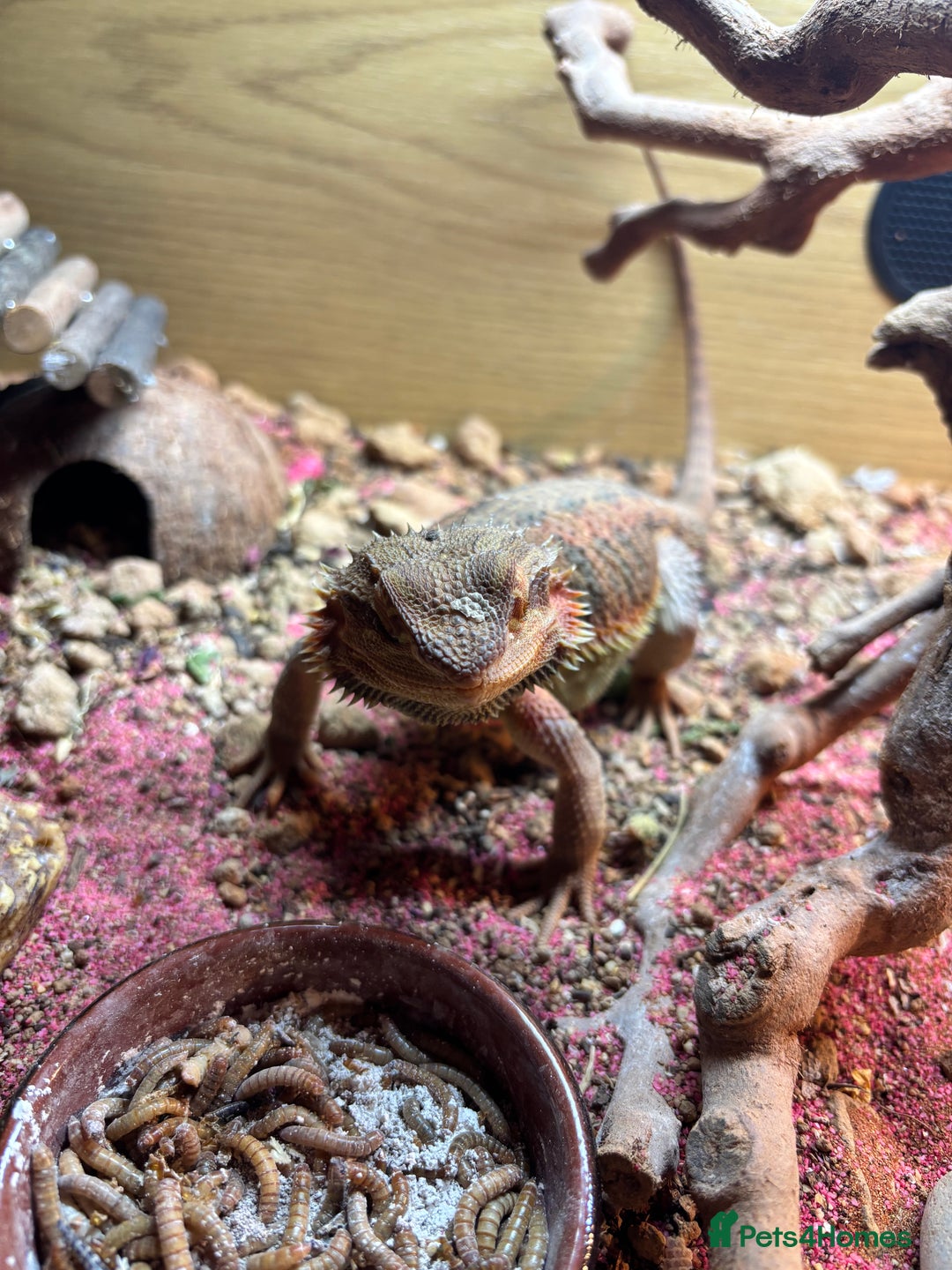 Bearded Dragon reptiles for sale: Female bearded dragon  - Image 6