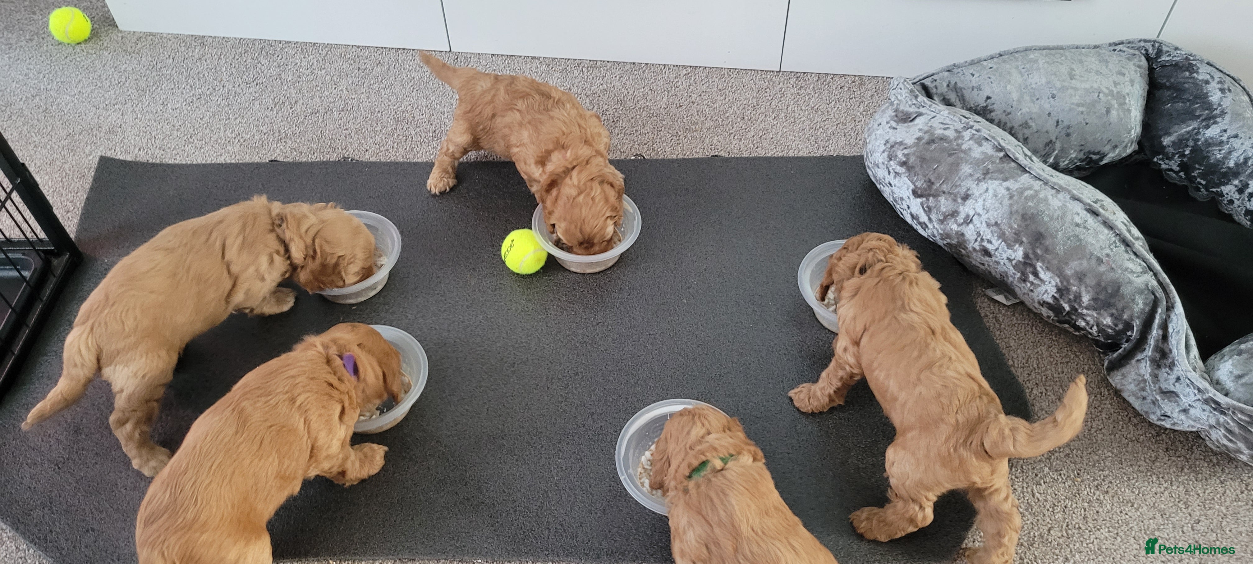 Cockapoo dogs F2 Golden Cockapoo pups - Advert 2