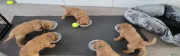 Cockapoo dogs for sale: F2 Golden Cockapoo pups - Advert 5