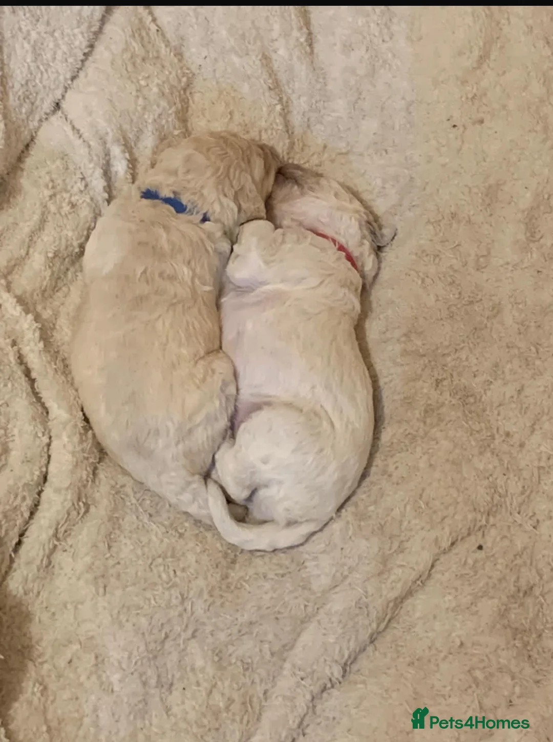 Labradoodle dogs for sale: Two beautiful female labradoodle puppies  - Advert 3