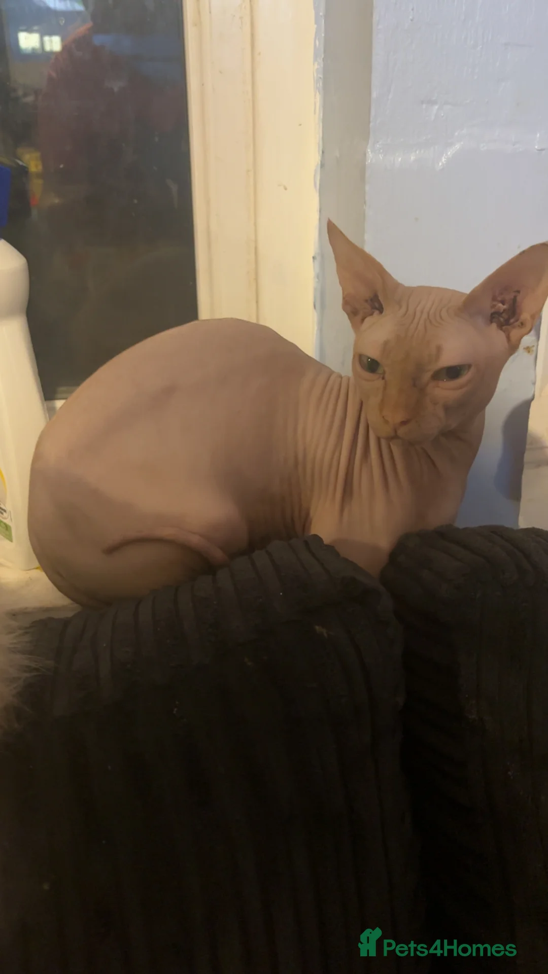 Sphynx cats for sale: Sphyx cat male - Advert 1