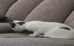 Mixed Breed cats for sale: Two beautiful boys  - Image 4