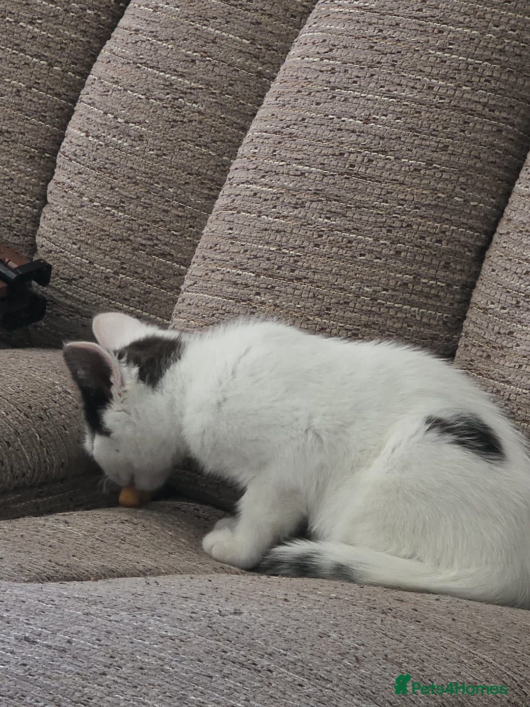 Mixed Breed cats for sale: Two beautiful boys  - Image 4