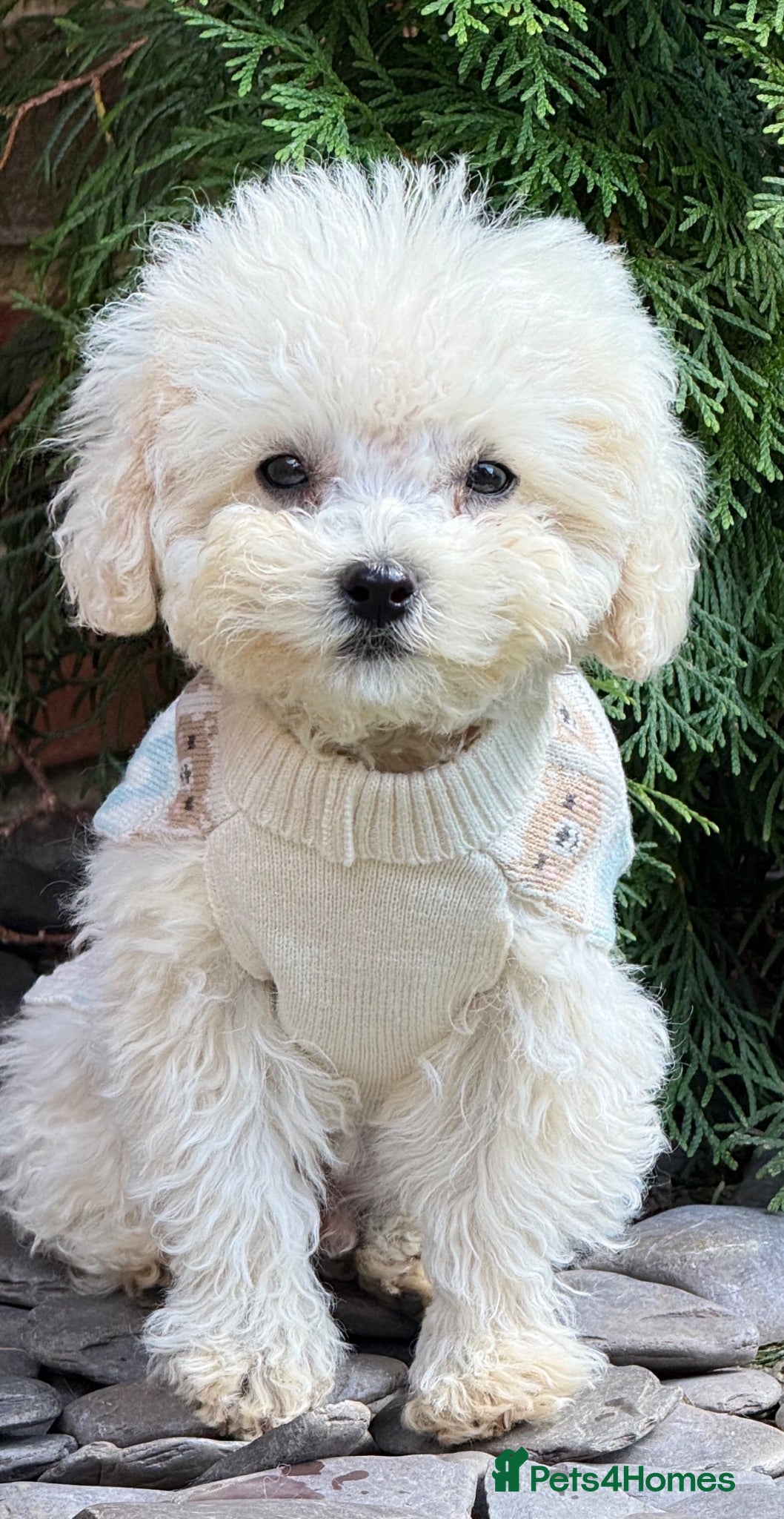 Toy Poodle dogs Pure Asian Toy poodles/Mom & Dad DNA Tested Clear - Advert 4