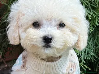 Toy Poodle dogs Pure Asian Toy poodles/Mom & Dad DNA Tested Clear - Advert 4