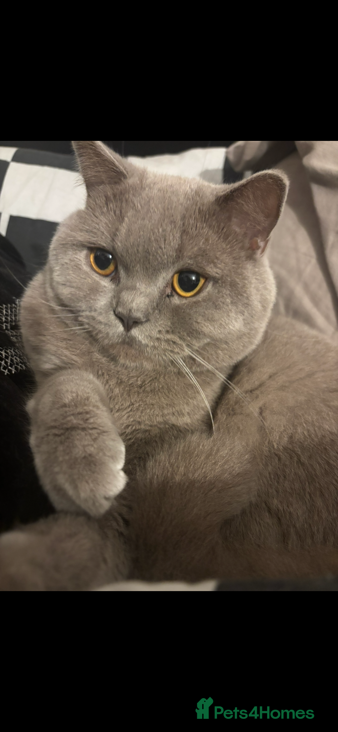 British Shorthair cats Sweet boy looking for childfree home  - Advert 2