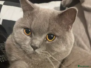 British Shorthair cats Sweet boy looking for childfree home - Advert 2