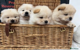Chow Chow dogs for sale: 4 FEMALES POLAR WHITE CHOW CHOW  - Image 2